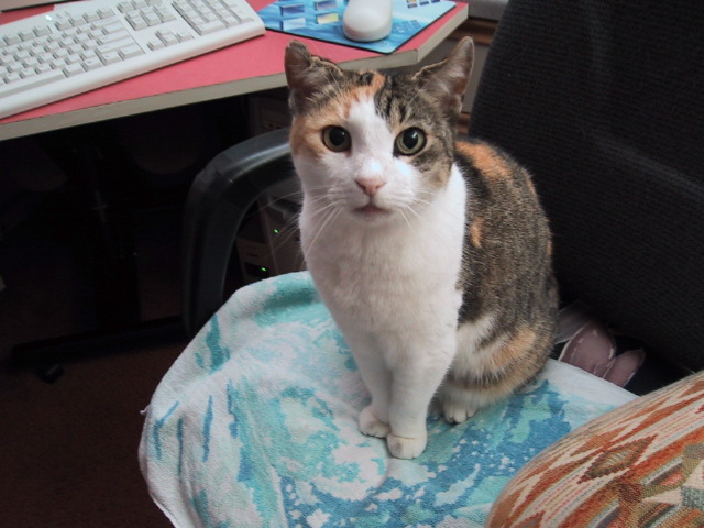 cat