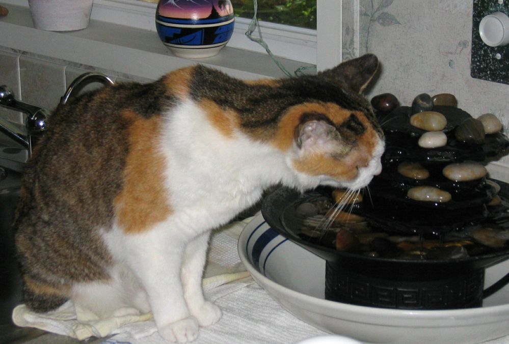 cat