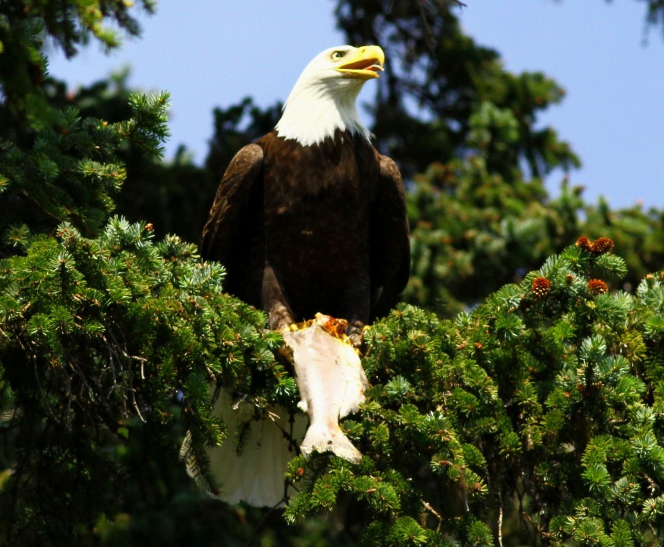 http://www.bartcop.com/astrocat-eagle-lunch.jpg