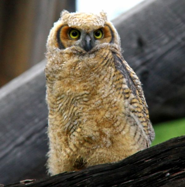 http://www.bartcop.com/astrocat-owl-posing.jpg