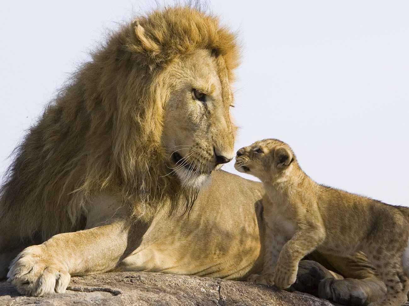 http://www.bartcop.com/lion-and-cub.jpg