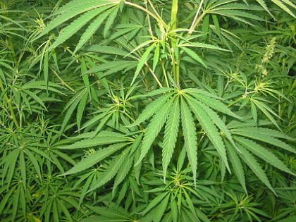 pot-war-dying.jpg