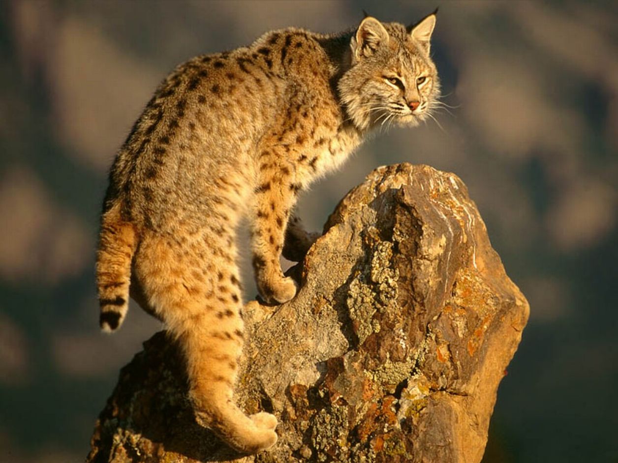 http://www.bartcop.com/scout-bobcat.jpg