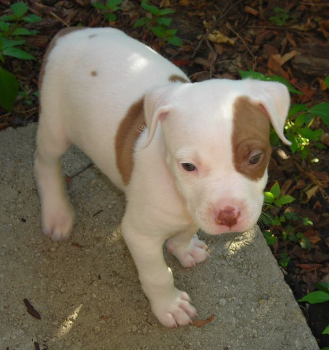 sheba