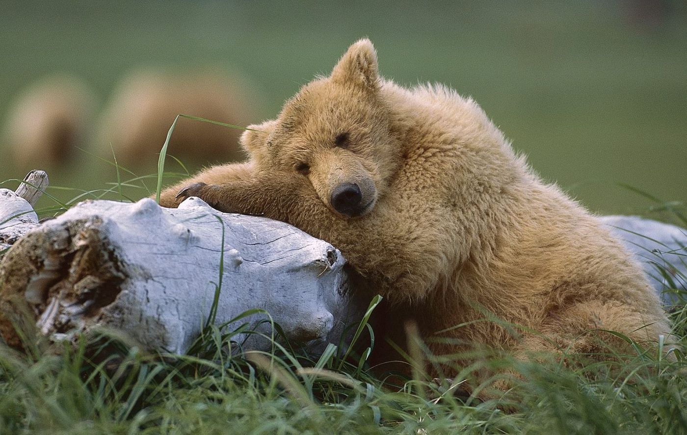 http://www.bartcop.com/tired-bear.jpg